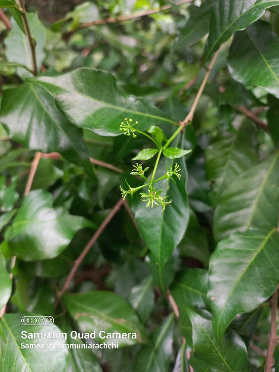 Blachia umbellata (Willd.) Baill.